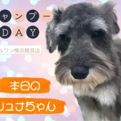 【 ミニチュア・シュナウザー 】本日のシュナちゃん!シャンプーDAY!