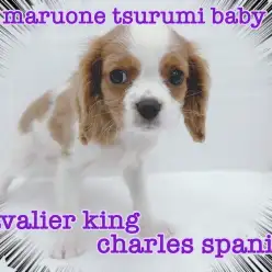 【 キャバリア 】温厚な性格で、大人気のブレンハイムカラーの女の子!