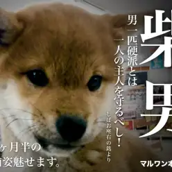 【 柴犬 】どすこいベイビーの生後3ヵ月半の現在をパシャリ！
