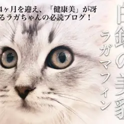 【 白銀ラガマフィン 】生後4ヵ月を迎えて手中にした美貌と健康！ポイントも解説！
