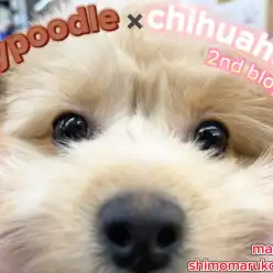 【 MIX 】歯磨き・シャンプー全て優秀!可愛さもパワーアップの2ndブログ!