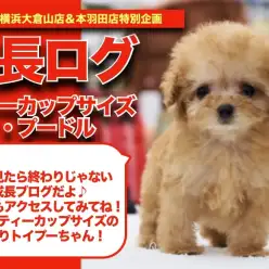 【 おティーカップちゃんの成長アルバム 】超極小サイズのおティーカップちゃんの成長記！