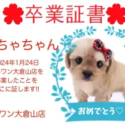 【卒業証書】もちゃちゃん卒業おめでとう！！スタッフママより愛を込めて！