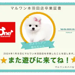 【 卒業記念 】ポメラニアンちゃん卒業おめでとう！今までの感謝を込めて〜卒業ブログ〜