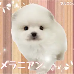 【 ポメラニアン 】完璧なるあざらしフェイス!密度たっぷりな爆毛っぷり