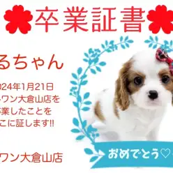 【 卒業証書 】なるちゃん卒業おめでとう！！スタッフママより愛を込めて！