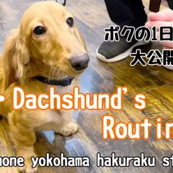【 カニンヘンダックスフント 】お店での過ごし方に密着!ダックスくんの1日