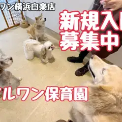 【 犬のほいくえん 】社会化練習におすすめ！マルワン保育園新規入園募集中！