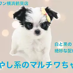 【 MIX 】パパの毛質とママの配色を受け継いだマルチワちゃん!