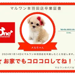 【 卒業記念 】メルちゃん卒業おめでとう！スタッフママよりお祝いの言葉〜卒業ブログ〜