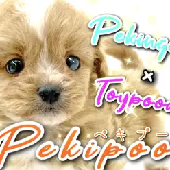 【 MIX 】ペキニーズ×トイプードルは癒し系女子のペキプーちゃん！
