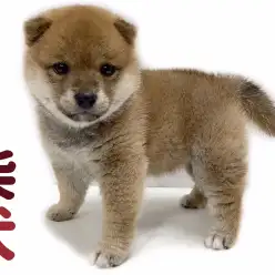 【 柴犬 】パパは血統書認定赤豆柴！笑顔が素敵な人懐っこい女の子