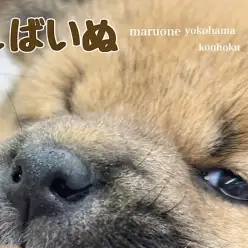【 柴犬 】目指せ！大和撫子！むちころボディの柴子さん