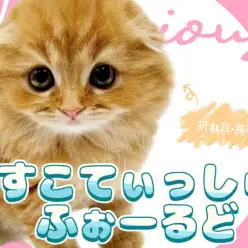 【 スコティッシュフォールド 】可愛さと癒しを詰め込んだプレミアムキャット！