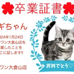 【 卒業証書 】ノギちゃん卒業おめでとう！スタッフママより愛を込めて！