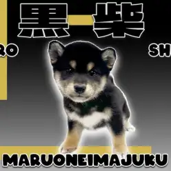 【 柴犬 】初心者必見！感情表現豊かでマロ眉が愛らしいお手入れ上手な黒柴ちゃん！