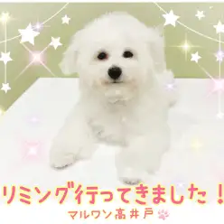 【 ビションフリーゼ 】トリミングでスッキリ!白いふわふわな毛の丸い頭が可愛い!