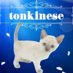 【 トンキニーズ 】レア度高め！奇跡のような美貌を持ったトンキニーズ