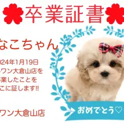 【 卒業証書 】きなこちゃん卒業おめでとう！！スタッフママより愛を込めて！