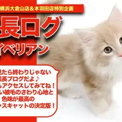 【サイサイの成長アルバム 】お茶の子さいさいサイベリアンちゃんの成長記！