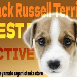 【 ジャックラッセルテリア 】周囲を明るく賑やかにしてくれる！存在感抜群の小型犬