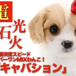 【 キャバション 】ブレンハイムカラーが美しいビションとキャバリアのMIXわんこ