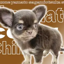 【 チワワ 】小さめサイズに可愛いお顔！ファンがたくさん人気のチョコタンカラー！