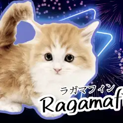 【 ラガマフィン 】お手入れ等各種トレーニング完了!超絶可愛いにゃんこのご紹介!