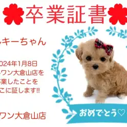 【 卒業証書 】ミルキーちゃん卒業おめでとう！！スタッフママより愛を込めて！