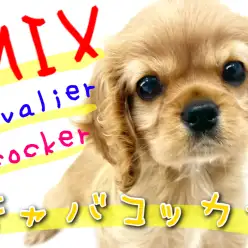 【 MIX 】たれ耳可愛いキャバリア×コッカーのスパニエルMIX！