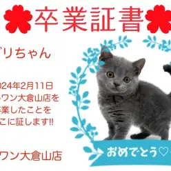 【卒業証書】ブリちゃん卒業おめでとう！！スタッフママより愛を込めて！
