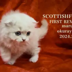 【 スコティッシュフォールド 】圧巻爆毛！クリームカラーのフクロウ系スコが登場！