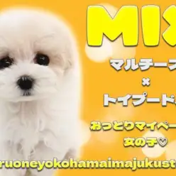 【 マルプー 】マルチーズとトイプードルのMIX犬！困り顔の温厚な女の子！