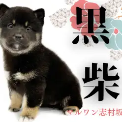 【 柴犬 】マロ眉が愛らしいムッチリボディの黒柴ちゃん！生活ポイントも解説！