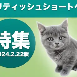 【 ブリティッシュショートヘア特集 】2/22現在在店中の丸顔癒し系ニャンコ！