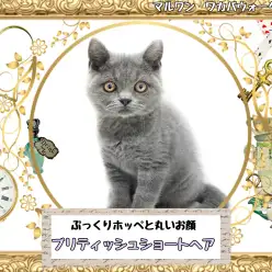 【 ブリティッシュショートヘア 】ぷっくりほっぺが可愛らしいブリちゃん