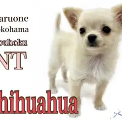 【 チワワ 】ベビーフェイスクリーム色した潤んだ瞳のプリンセス