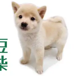 【 豆柴 】KC認定豆柴！超希少な白豆柴の男の子が武蔵浦和店に登場！！