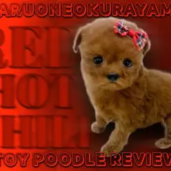 【 トイプードル 】超濃厚ディープレッドカラーとタレ目の愛されフェイス！