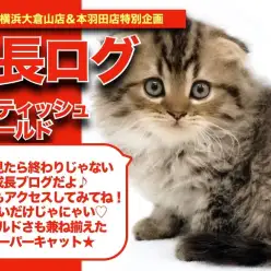 【 スコにゃんの成長アルバム 】可愛いだけじゃにゃい！ワイルドさも持ったスコにゃんの成長記！