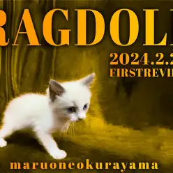 【 ラグドール 】パパはACCチャンピオン！でも気取らず人にはデレデレにゃんこ！