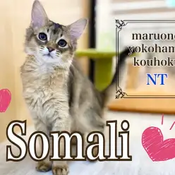 【 ソマリ 】生後3ヶ月！運動神経抜群の美猫に成長中！