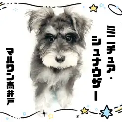 【 ミニチュアシュナウザー 】生後5か月で3.3kg！食欲旺盛な甘えん坊の女の子