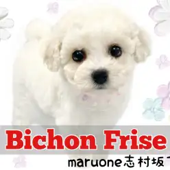 【 ビションフリーゼ 】愛されフェイスと極上の手触りの持ち主！ビーちゃんが登場！