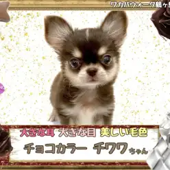 【 チワワ 】大人気チョコタンカラーのミニサイズチワワちゃん