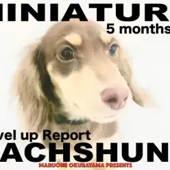 【 ダックス 】生後5ヶ月を迎えレベルアップしただっちゃんの2ndブログ！