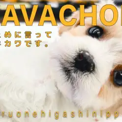 【 MIX キャバション 】奇跡のハーフわんこ！超希少なブレンハイム男子！