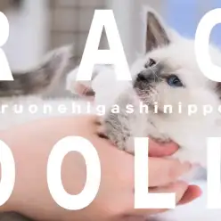 【 ラグドール 】青い瞳の困り顔にゃんこ?見つめられる私も困り顔?