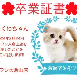 【 卒業証書 】ちくわちゃん卒業おめでとう！！スタッフママより愛を込めて！