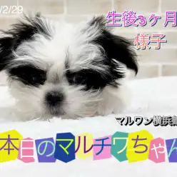 【 MIX 】本日のマルチワちゃん!生後3ヶ月の様子!